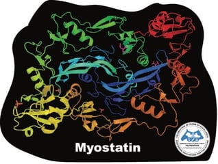 Myostatin Magnet